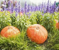 🍂 Let’s Fall in Love — Autumn at Lavender Lane