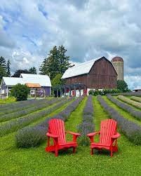 September at Lavender Lane!